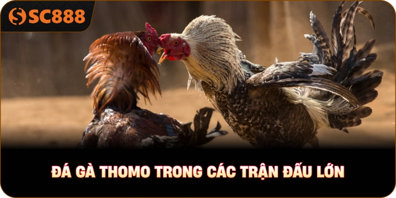 Đá gà Thomo trong các trận đấu lớn