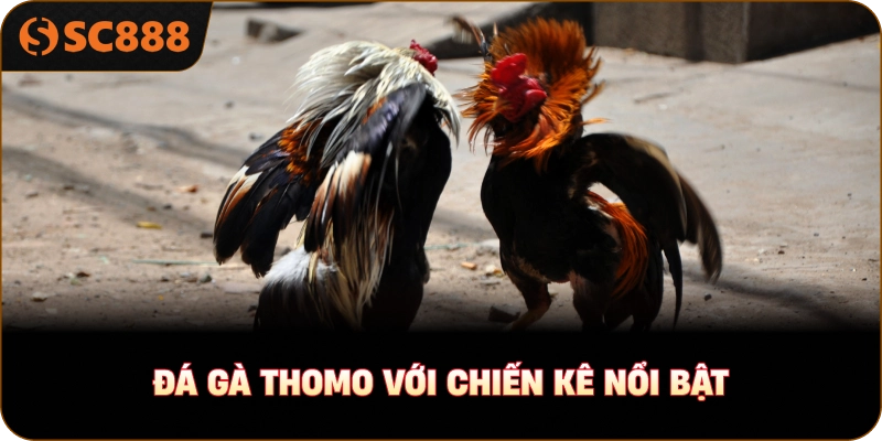 Đá gà Thomo với chiến kê nổi bật