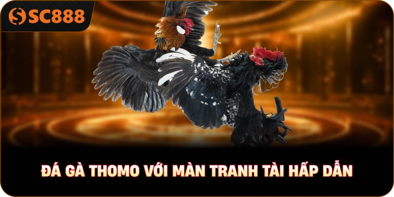 Đá gà Thomo với màn tranh tài hấp dẫn