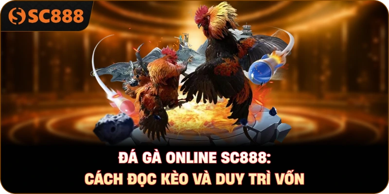 Đá gà online sc888: Cách đọc kèo và duy trì vốn