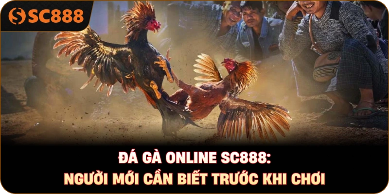 Đá gà online sc888: Người mới cần biết trước khi chơi
