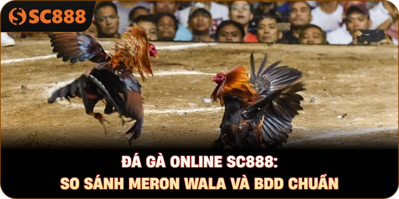 Đá gà online sc888: So sánh Meron Wala và BDD chuẩn