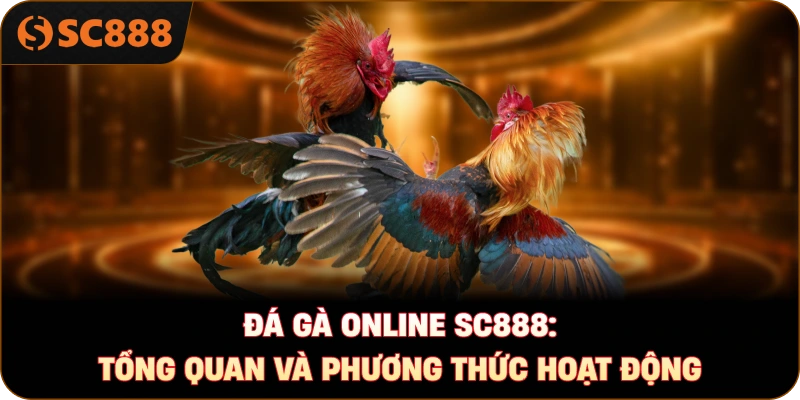 Đá gà online sc888: Tổng quan và phương thức hoạt động