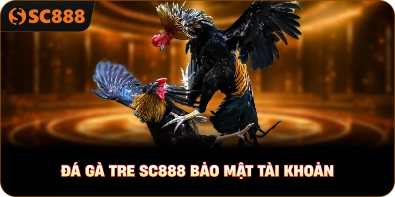 đá gà tre sc888 bảo mật tài khoản