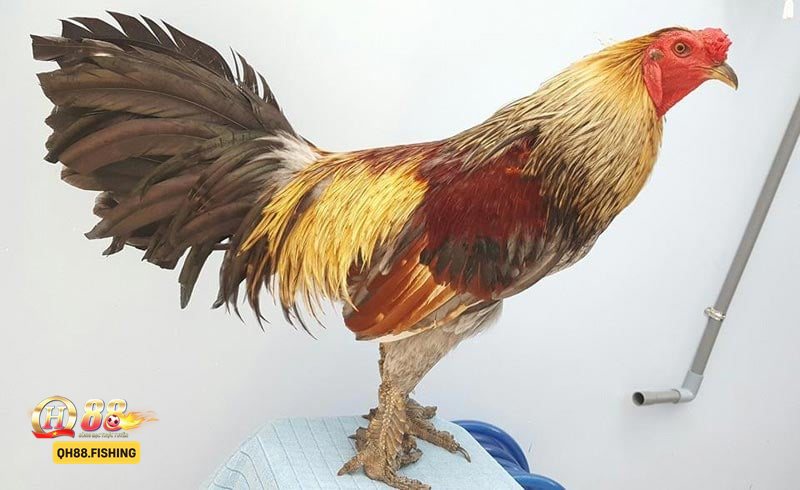 Đá Gà QH88 - Đá Gà QH88 là gì và vì sao được quan tâm? Đá Gà QH88 - Đá Gà QH88 là gì và vì sao được quan tâm?
