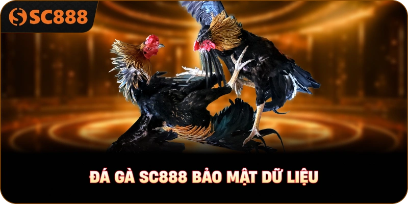 Đá gà sc888 bảo mật dữ liệu