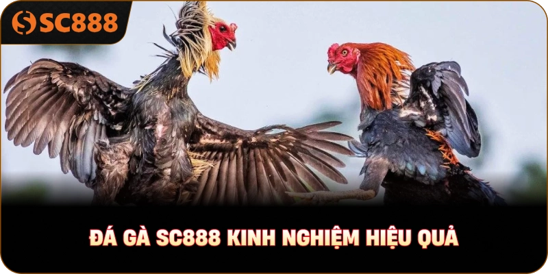 Đá gà sc888 kinh nghiệm hiệu quả