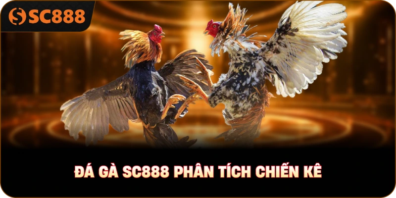 Đá gà sc888 phân tích chiến kê